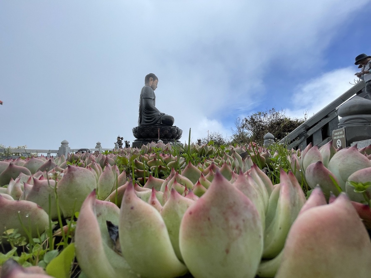 Hoa sen đá căng tràn sức sống dưới chân Đại tượng Phật A Di Đà